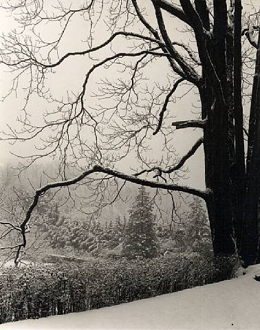 John Swope
Barren Tree in Winter
photograph
7 x 5  inches
c. 1940